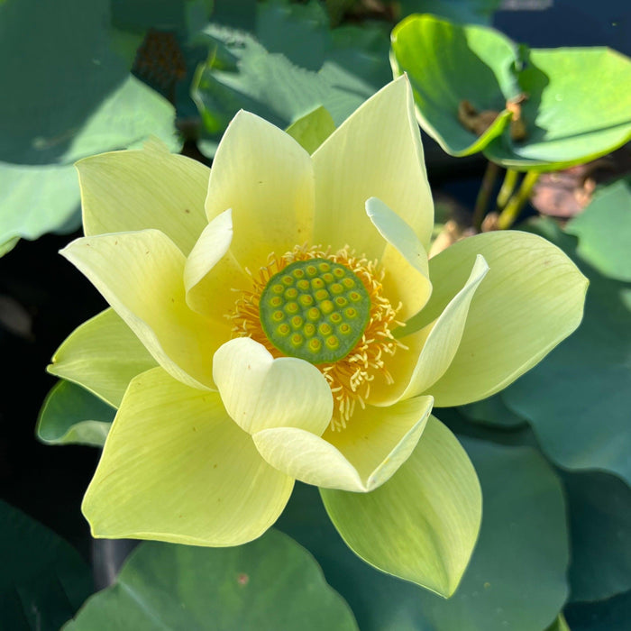 Jinling Jasper Lotus (Bare Root) - Play It Koi