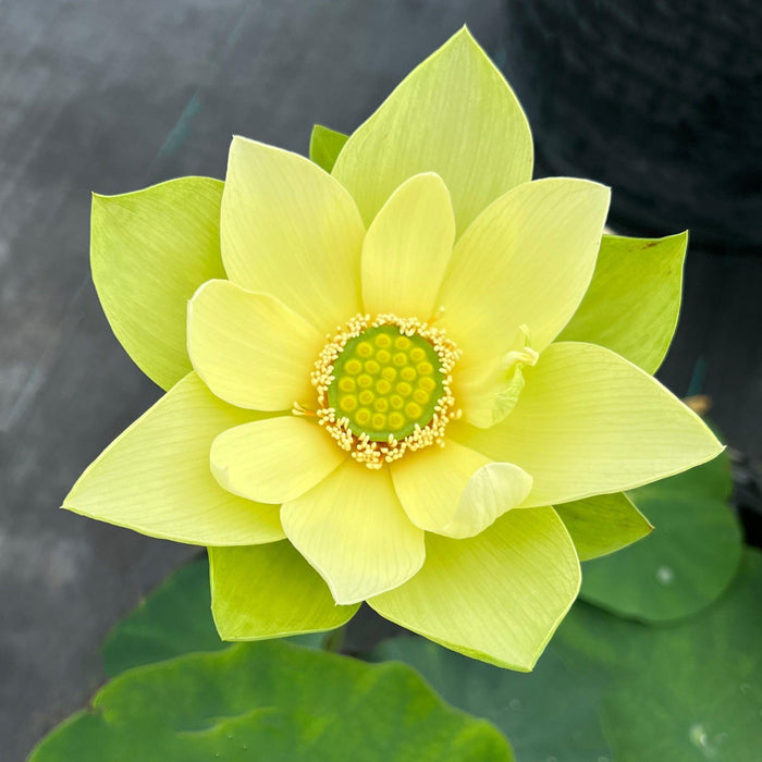 Jinling Jasper Lotus (Bare Root) - Play It Koi