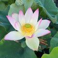 Jinling Prince Lotus (Bare Root)
