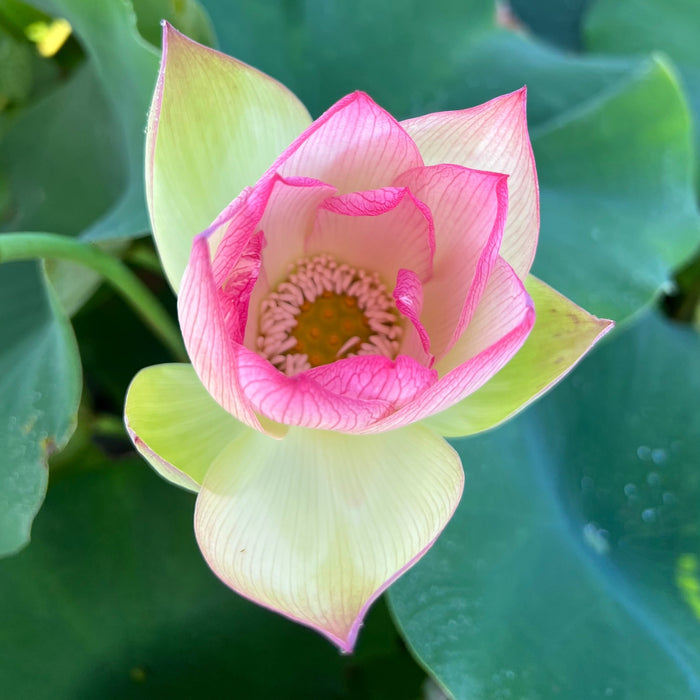 Jinling Prince Lotus (Bare Root)