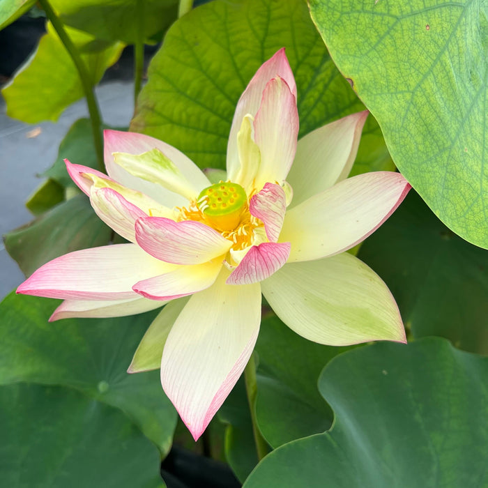 Jinling Prince Lotus (Bare Root)