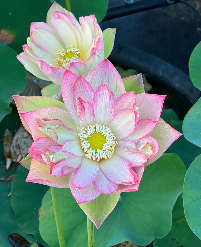 Jinling Prince Lotus (Bare Root)