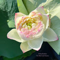 Jinling Rainbow Lotus (Bare Root)