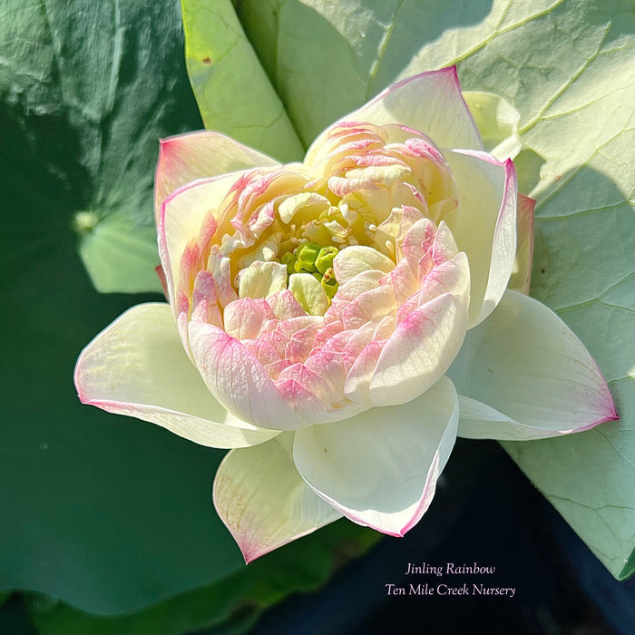 Jinling Rainbow Lotus (Bare Root)