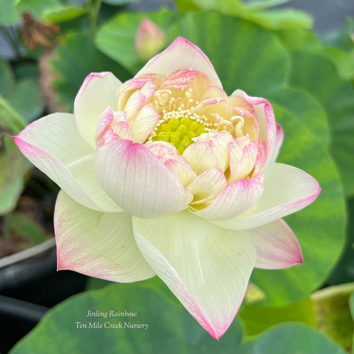Jinling Rainbow Lotus (Bare Root)