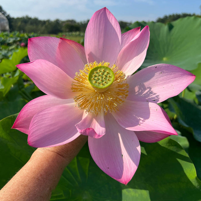 2024 Jizhou Tall Red Lotus (Bare Root) - Play It Koi