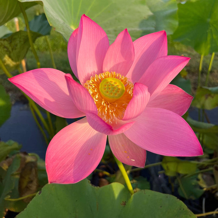 2024 Jizhou Tall Red Lotus (Bare Root) - Play It Koi