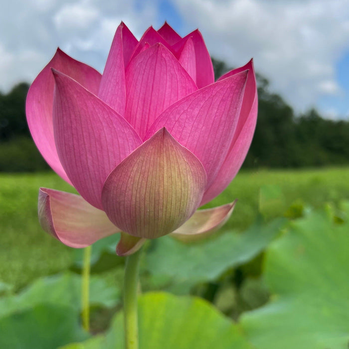 2024 Jizhou Tall Red Lotus (Bare Root) - Play It Koi