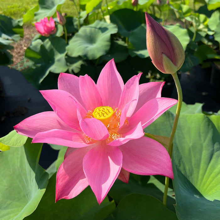 Ju Zi Lotus (Bare Root) - Play It Koi