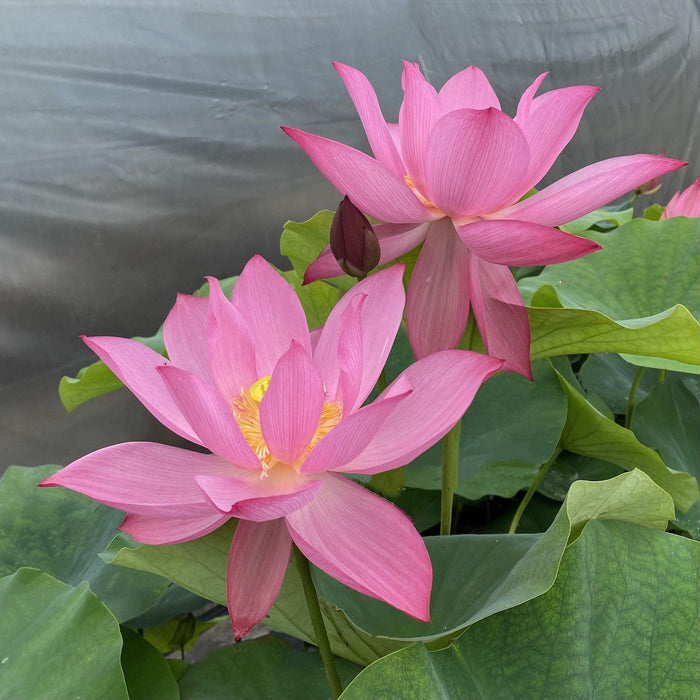 Ju Zi Lotus (Bare Root) - Play It Koi
