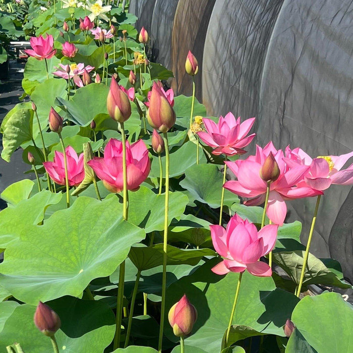 Ju Zi Lotus (Bare Root) - Play It Koi