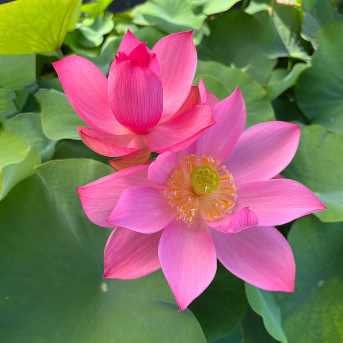 Ju Zi Lotus (Bare Root) - Play It Koi