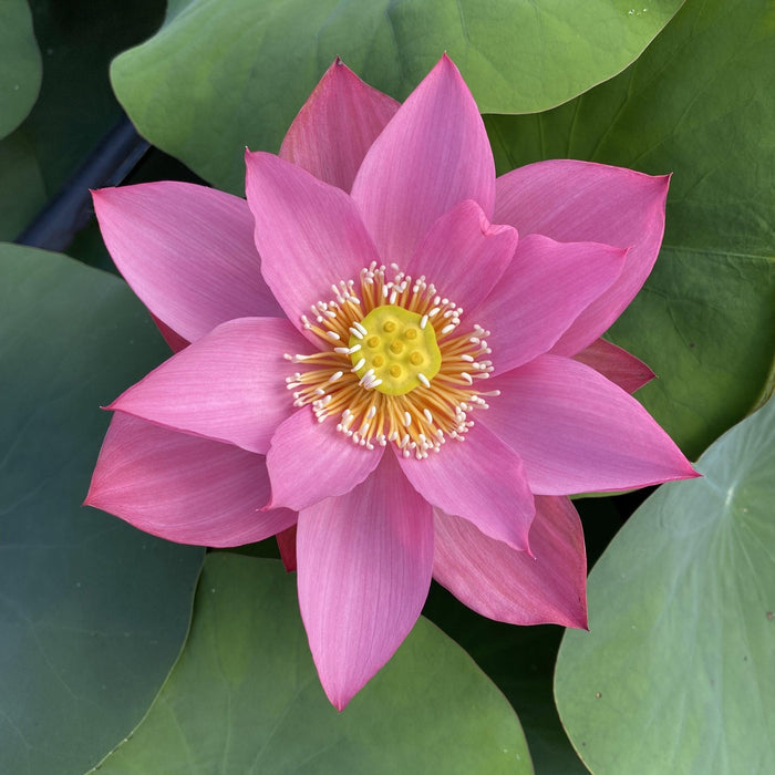 Ju Zi Lotus (Bare Root) - Play It Koi