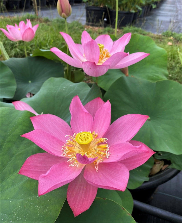 Ju Zi Lotus (Bare Root) - Play It Koi