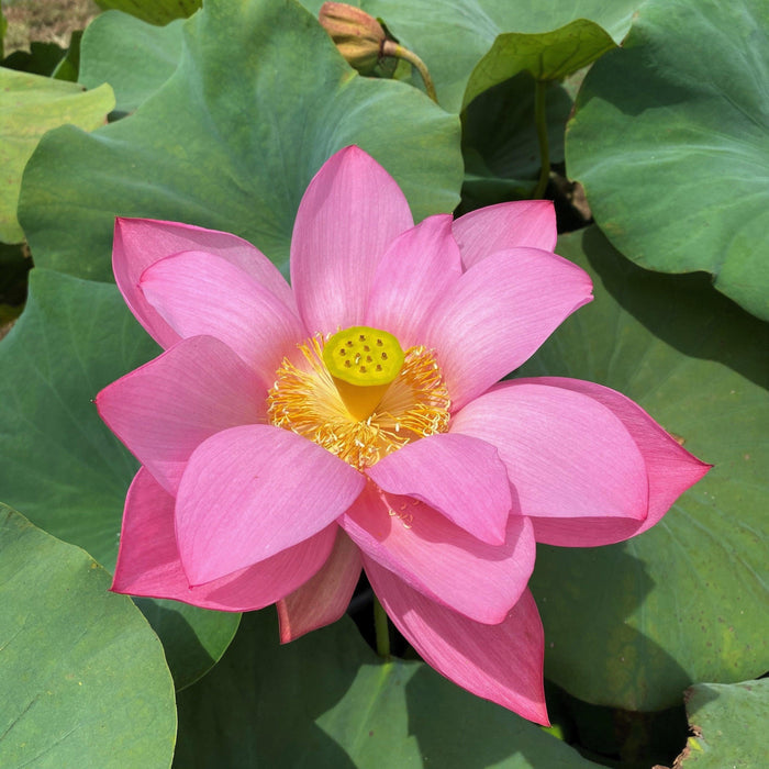 Ju Zi Lotus (Bare Root) - Play It Koi
