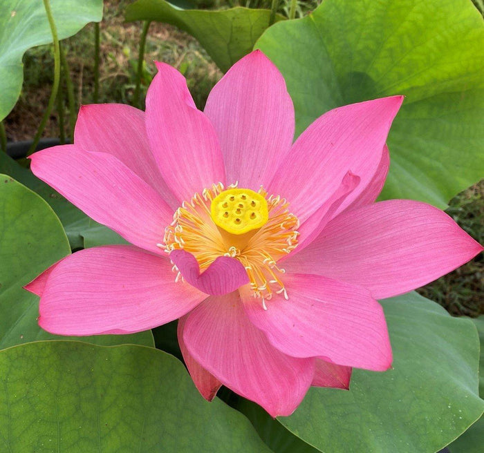 Ju Zi Lotus (Bare Root) - Play It Koi