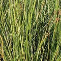 Juncus Effuses 'Gold Strike' (Bare Root) - Play It Koi