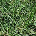 Juncus Effuses 'Spiralis' - Corkscrew Rush (Bare Root) - Play It Koi
