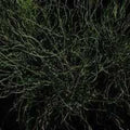 Juncus Effuses 'Unicorn' (Bare Root) - Play It Koi