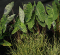 Juncus effusus 'Variegated Unicorn' (Giant Corkscrew Rush) (Bare Root) - Play It Koi