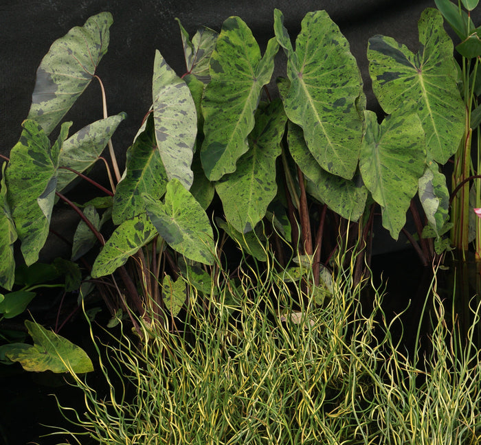 Juncus effusus 'Variegated Unicorn' (Giant Corkscrew Rush) (Bare Root) - Play It Koi