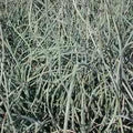 Juncus Inflexus 'Afro' - Blue Corkscrew Rush (Bare Root) - Play It Koi
