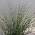 Juncus Inflexus 'Lovesick Blues' - Weeping Blue Rush (Bare Root) - Play It Koi