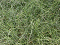Juncus patens 'Blue Dart' (Bare Root) - Play It Koi