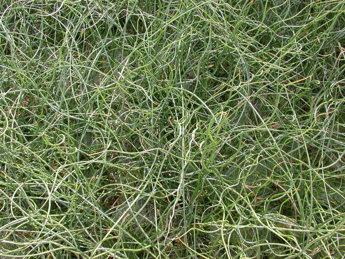 Juncus patens 'Blue Dart' (Bare Root) - Play It Koi