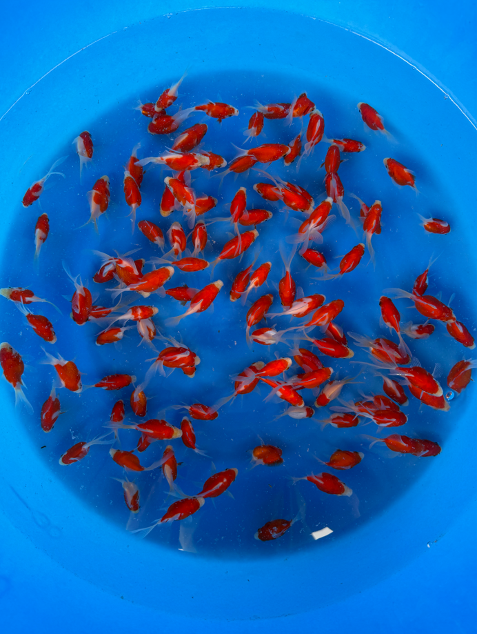 Kaneko Koi Farm – Tamasaba Kohaku Pattern Packages
