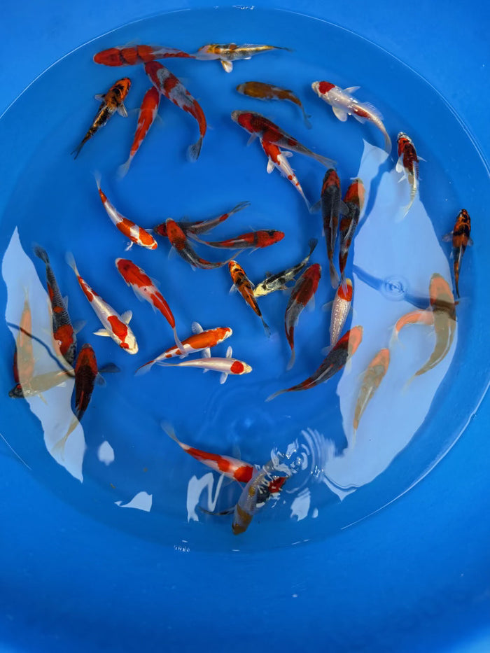 Kanno Koi Farm – Metallic & Ginrin Tosai Packages