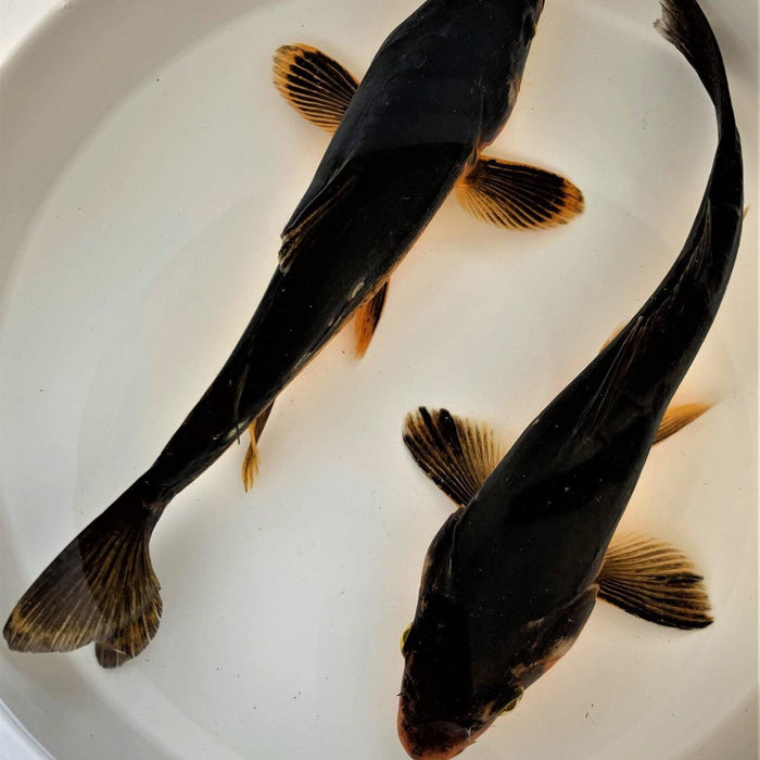 Karasugoi Black Karasu Koi - Play It Koi