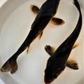 Karasugoi Black Karasu Koi - Play It Koi