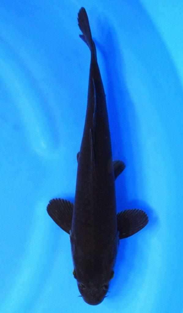 Karasugoi Black Karasu Koi - Play It Koi