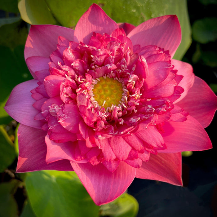 Kaveri Lotus (Bare Root) - Play It Koi