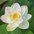 Ken's Dream Lotus (Bare Root) - Play It Koi
