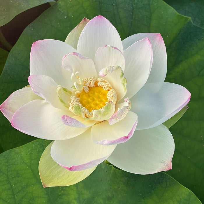 Ken's Dream Lotus (Bare Root) - Play It Koi