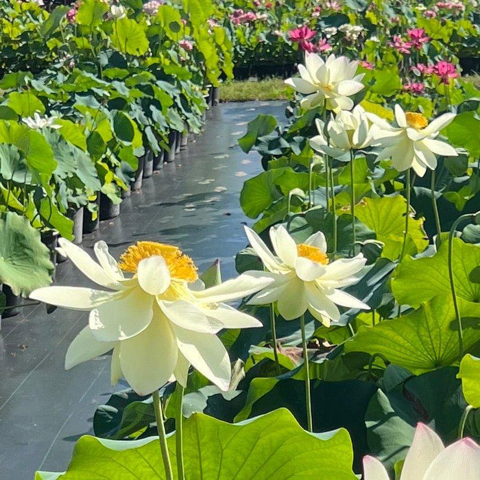 Ken's Dream Lotus (Bare Root) - Play It Koi