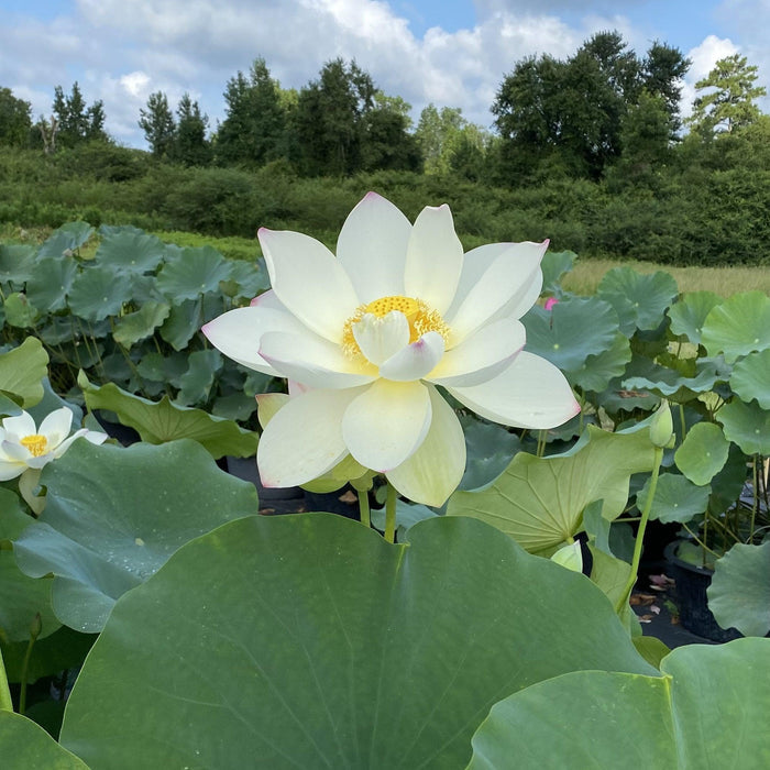 Ken's Dream Lotus (Bare Root) - Play It Koi