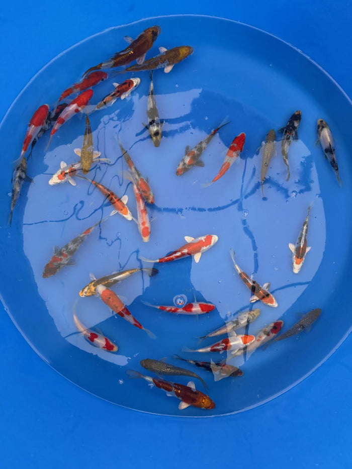 Koshiji Koi Farm – Kikokuryu, Ochiba & Showa Packages