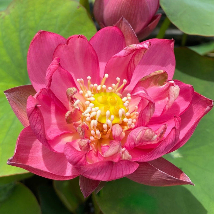 Lady Bug - Mini - Endless Flowers Lotus (Bare Root) - Play It Koi