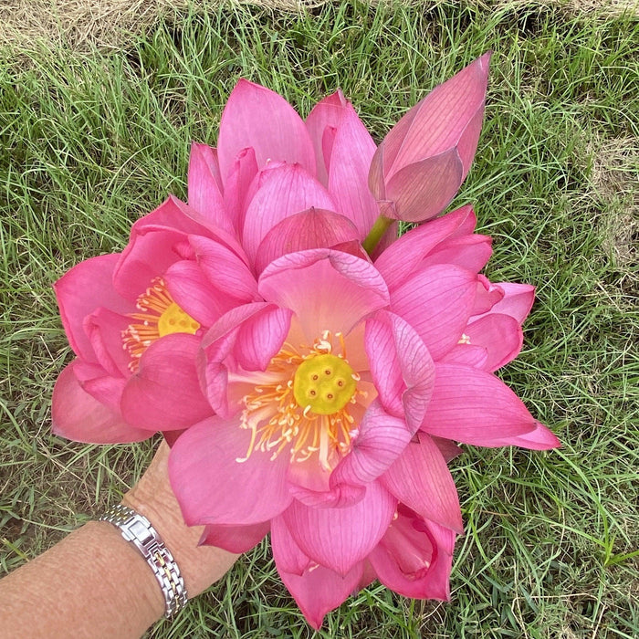 Lady Bug - Mini - Endless Flowers Lotus (Bare Root) - Play It Koi