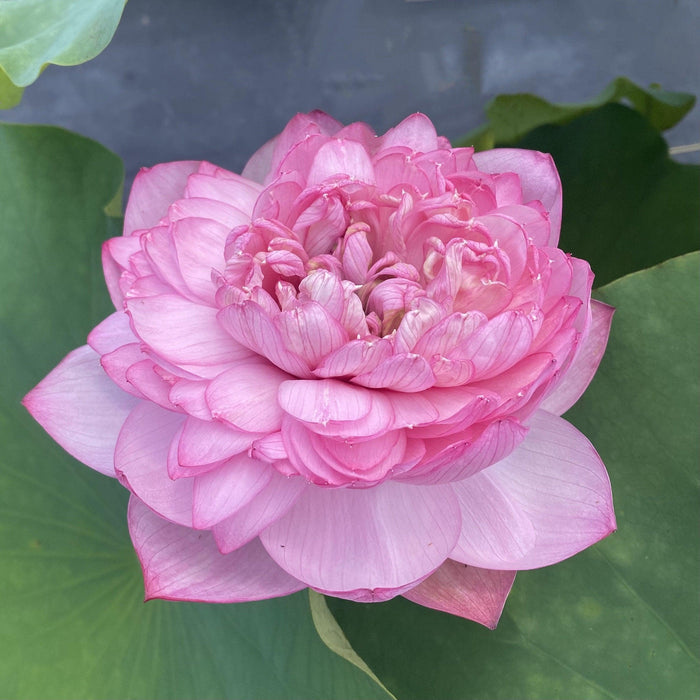 Lanceolate Pink Lotus (Bare Root) - Play It Koi