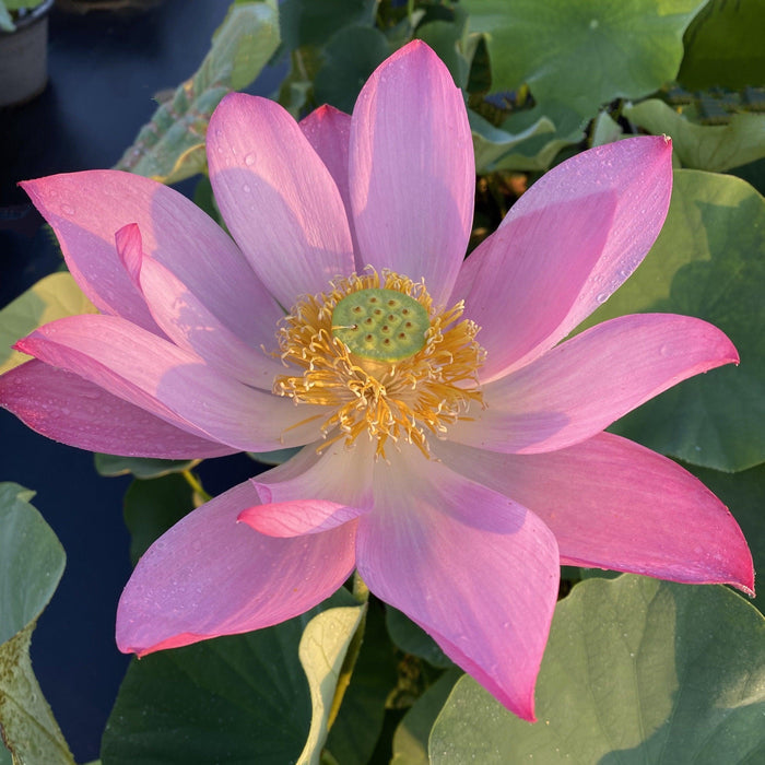 Lavender Lady - A Majestic Lady Lotus (Bare Root) - Play It Koi