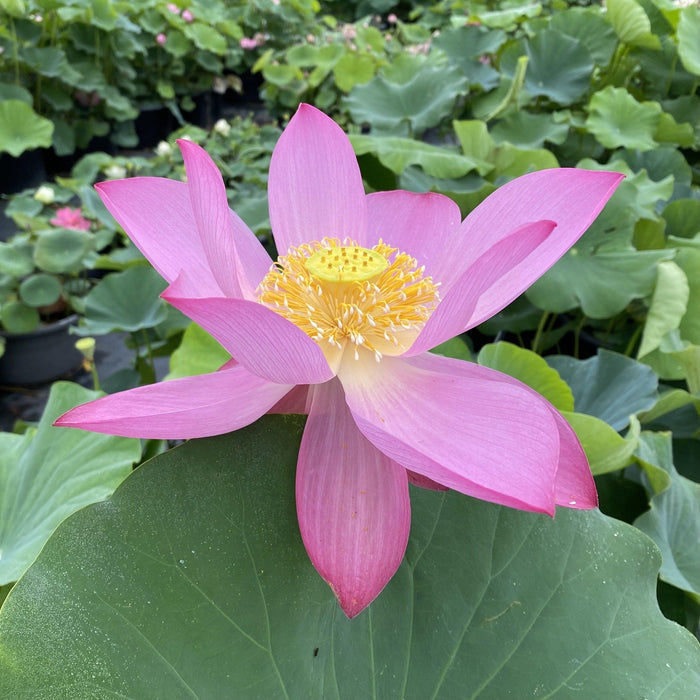 Lavender Lady - A Majestic Lady Lotus (Bare Root) - Play It Koi