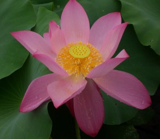 Lavender Lady - A Majestic Lady Lotus (Bare Root) - Play It Koi