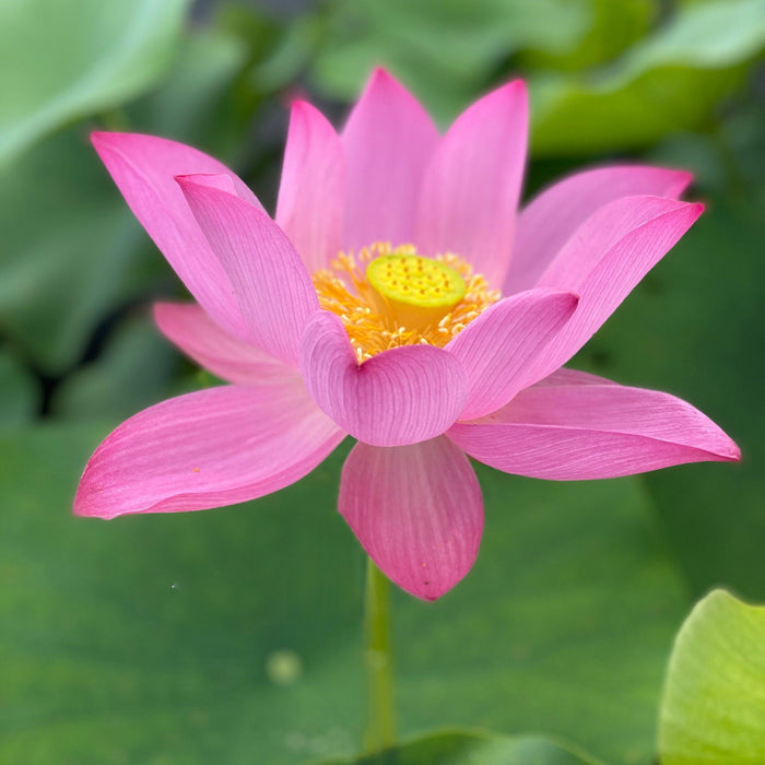 Lavender Lady - A Majestic Lady Lotus (Bare Root) - Play It Koi
