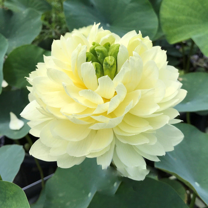Lemon & Lime Lotus (Bare Root) - Play It Koi