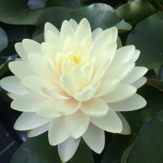 Lemon Meringue Hardy Water Lily (Bare Root)