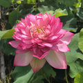 Libby's Light - Constant Blooms Lotus (Bare Root) - Play It Koi